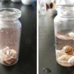 誰讓貝殼砂冒泡？一堂探究與動手做的科學課@zfangの科學小玩意