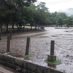 日本奈良的沉穩氛圍，讓煩躁的心都沉澱下來，小鹿的熱情讓人招架不住啊~~@V小編的慢活人生