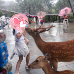 日本奈良的沉穩氛圍，讓煩躁的心都沉澱下來，小鹿的熱情讓人招架不住啊~~@V小編的慢活人生