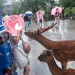 日本奈良的沉穩氛圍，讓煩躁的心都沉澱下來，小鹿的熱情讓人招架不住啊~~@V小編的慢活人生