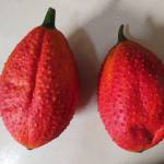 木鱉果的初體驗@瑜你共舞